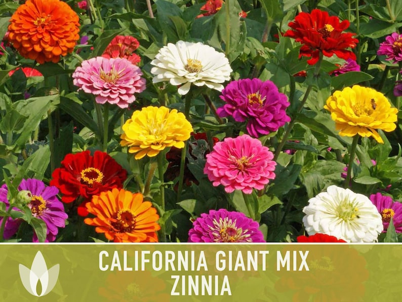 California Giant Zinnia Seed Mix | 100+ Seeds, Heirloom Flowers, Butterfly Garden, Zinnia elegans image 6