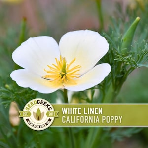 White Linen California Poppy Seeds – Creamy White Flowers image 1