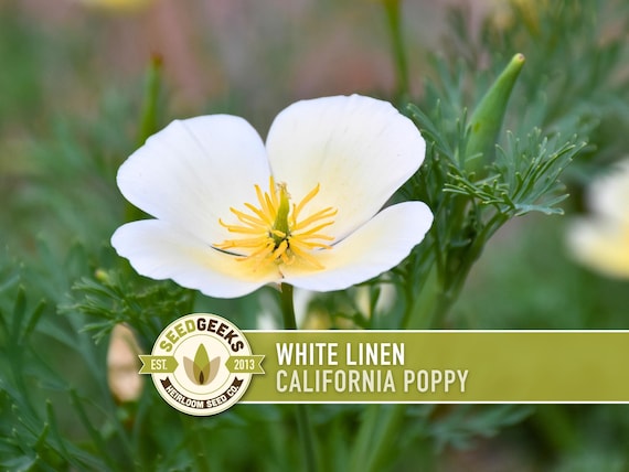 White Linen California Poppy Seeds – Creamy White Flowers