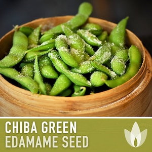 Chiba Green Edamame Seeds - Heirloom Seeds, Organic Soybean, Japanese Beans, Bush Bean, Open Pollinated, Untreated, Non-GMO
