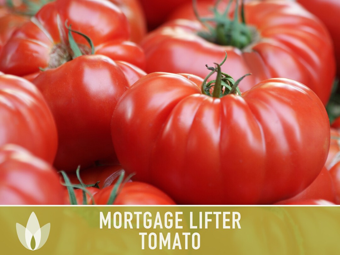 Mortgage Lifter Tomato Seeds Heirloom Seeds Beefsteak Etsy