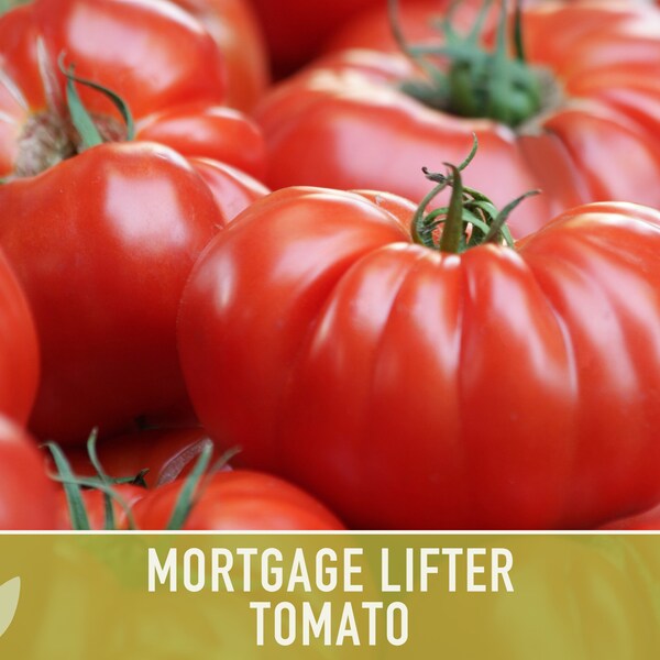 Beefsteak Tomato Etsy