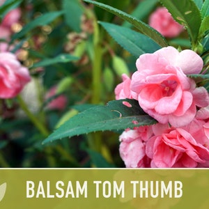 Balsam, Tom Thumb Mix Flower Seeds Heirloom Seeds, Pollinator Garden, Container Garden, Dwarf Flower, Open Pollinated, Non-GMO image 8