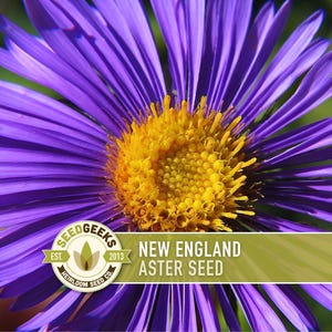 New England Aster Seeds, Heirloom Native Variety zdjęcie 1