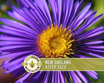 New England Aster Seeds, Heirloom Native Variety