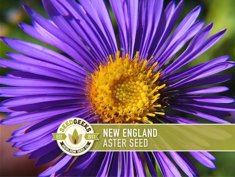 New England Aster Seeds, Heirloom Native Variety zdjęcie 1