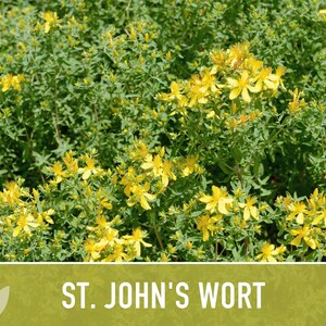 St. John's Wort Herb Seeds - Heirloom Medicinal Plant, Open Pollinated image 10