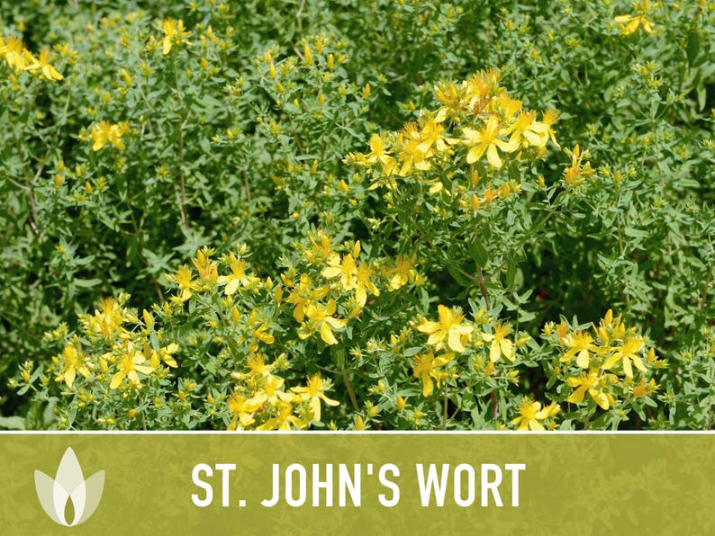 St. John's Wort Herb Seeds - Heirloom Medicinal Plant, Open Pollinated image 10