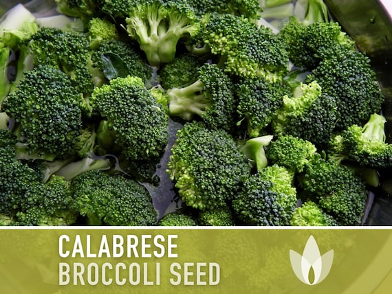 Green Sprouting Calabrese Broccoli Seeds - Heirloom, Organic, Non-GMO, Open Pollinated, Seed Packets