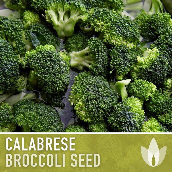 Green Sprouting Calabrese Broccoli Seeds - Heirloom, Organic, Non-GMO, Open Pollinated, Seed Packets