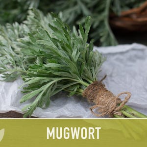Mugwort Organic Medicinal Herb Seeds, Artemisia Vulgaris, Heirloom, Non-GMO image 8
