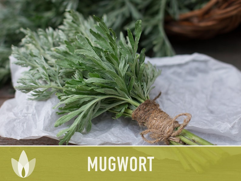 Mugwort Organic Medicinal Herb Seeds, Artemisia Vulgaris, Heirloom, Non-GMO image 8