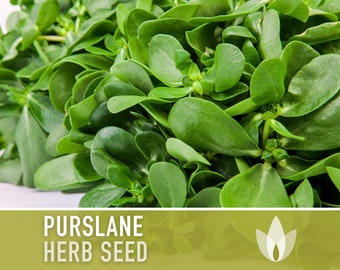 Purslane Herb Seeds - Heirloom Seeds, Succulent, Medicinal & Culinary Herb, Edible Ground Cover, Salad Green, Open Pollinated, Non-GMO