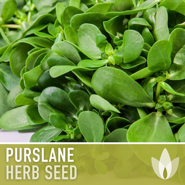 Purslane Herb Seeds - Heirloom Seeds, Succulent, Medicinal & Culinary Herb, Edible Ground Cover, Salad Green, Open Pollinated, Non-GMO