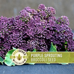 May include: A close-up of purple sprouting broccoli. The image features a large cluster of vibrant purple broccoli florets with green leaves. The text "PURPLE SPROUTING BROCCOLI SEED" is displayed on a green banner.