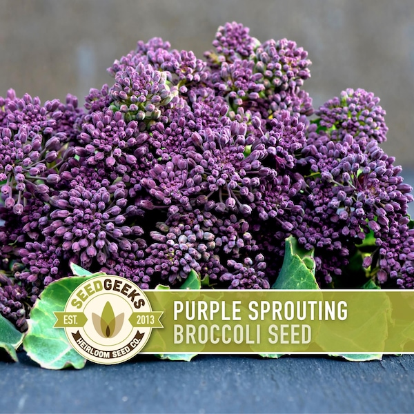 Purple Sprouting Broccoli Seeds - Heirloom, Organic, Non-GMO
