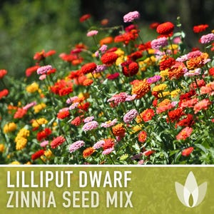 Lilliput Dwarf Zinnia Seed | 100+ Seeds, Butterfly & Bee Friendly, Heirloom, Non-GMO, Zinnia elegans zdjęcie 4
