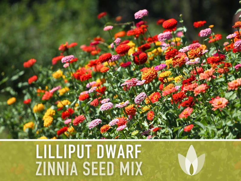 Lilliput Dwarf Zinnia Seed | 100+ Seeds, Butterfly & Bee Friendly, Heirloom, Non-GMO, Zinnia elegans zdjęcie 4