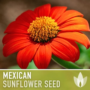 Mexican (Torch) Sunflower Seeds - Heirloom Seeds, AAS Winner, Torch Sunflower, Heat Loving, Drought Tolerant, Pollinator Friendly, Non-GMO