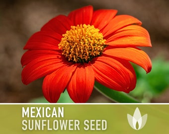 Mexican (Torch) Sunflower Seeds - Heirloom Seeds, AAS Winner, Torch Sunflower, Heat Loving, Drought Tolerant, Pollinator Friendly, Non-GMO