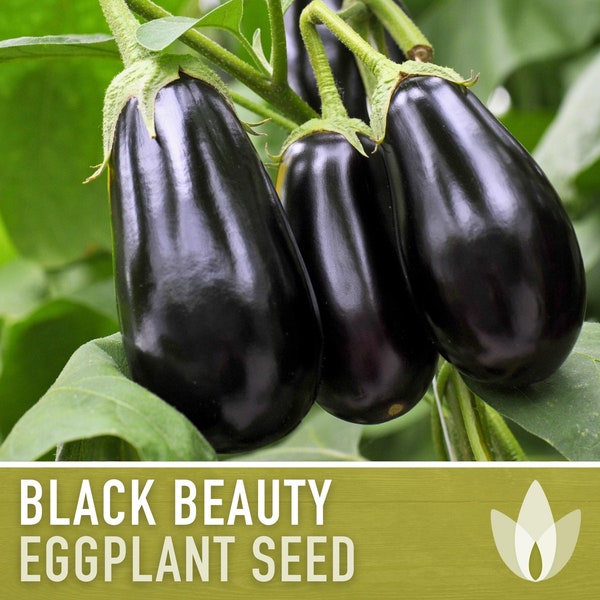 Black Beauty Eggplant Heirloom Seeds - Imperial Black Beauty, High Yield, Container Garden, Community Garden, Open Pollinated, Non-GMO