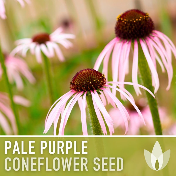 Echinacea, Pale Purple Coneflower Heirloom Seeds, Flower Seeds, Wildflower, Native Seeds