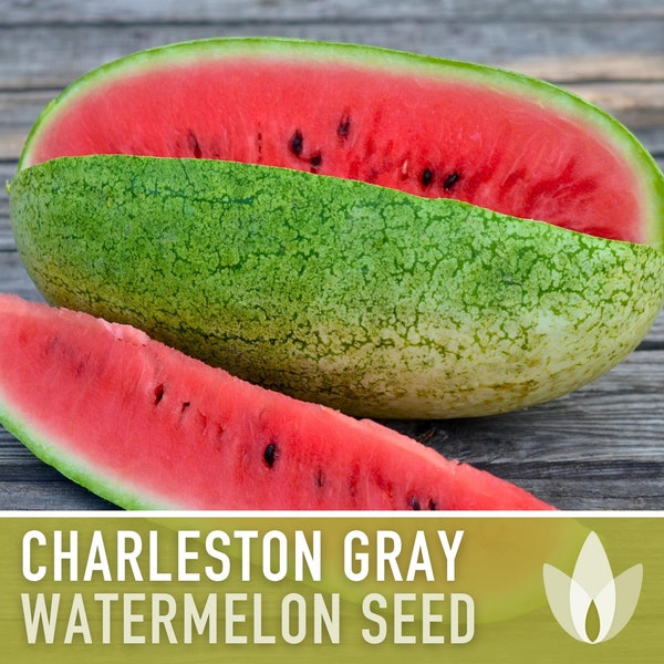 Charleston Gray Watermelon Seeds - Heirloom Seeds, 20-40lb Melon, Super Sweet, Red Flesh, Disease Resistant, Citrullus Lanatus, Non-GMO