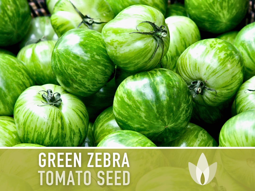 Green Zebra Tomato Seeds Heirloom, Indeterminate, Open Pollinated, Non