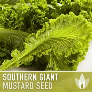 Southern Giant Curled Mustard Greens Heirloom Seeds image 1