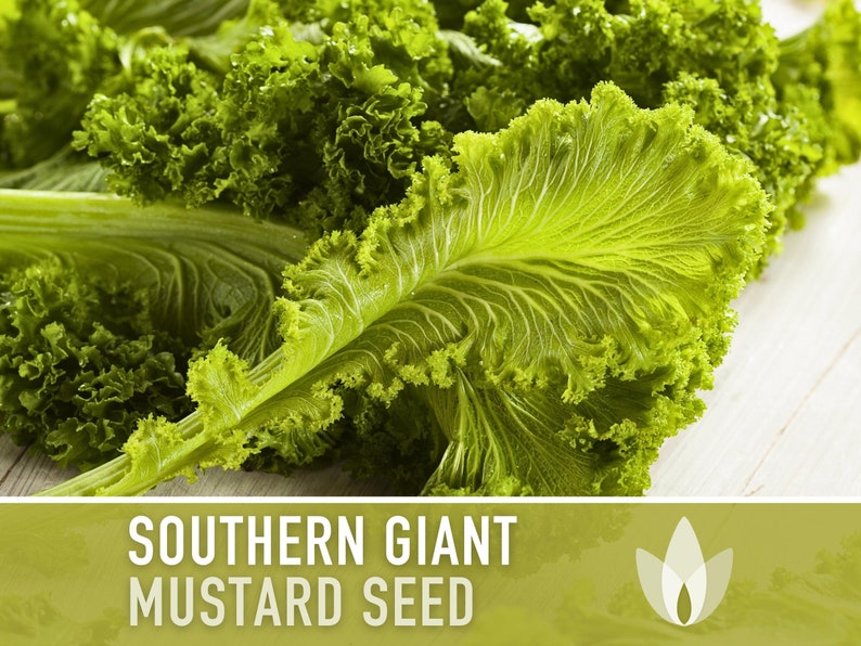 Southern Giant Curled Mustard Greens Heirloom Seeds image 1