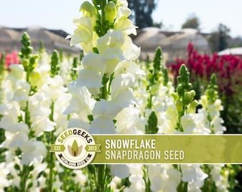 Snowflake Snapdragon Flower Seed, 100 Heirloom Seeds, Snowy White Blooms, Non-GMO