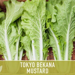 Tokyo Bekana Asian Cabbage Greens Seeds - Heirloom Premium Seeds For Planting & Gardening