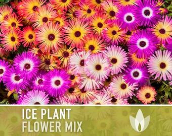 Ice Plant Mix Flower Seeds - Heirloom Seeds, Ground Cover Seeds, Daisy Seeds, Succulent, Mixed Blooms, Open Pollinated, Non-GMO
