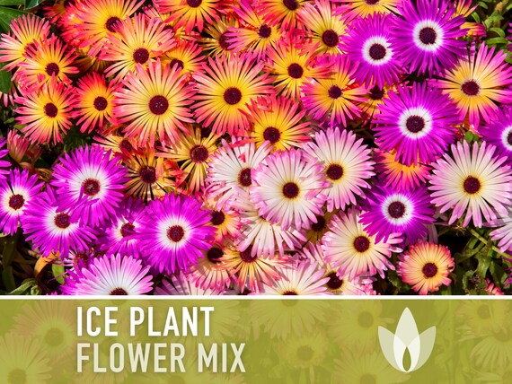 Ice Plant Flower Seeds – Rainbow Mix, Ground Cover, 150 Non-GMO Seeds