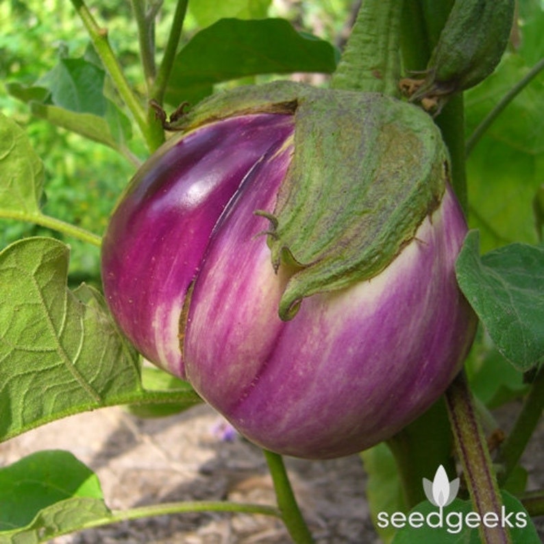 SOLANUM MELONGENA 50 SEEDS AUBERGINE STREAKED UK SELLER