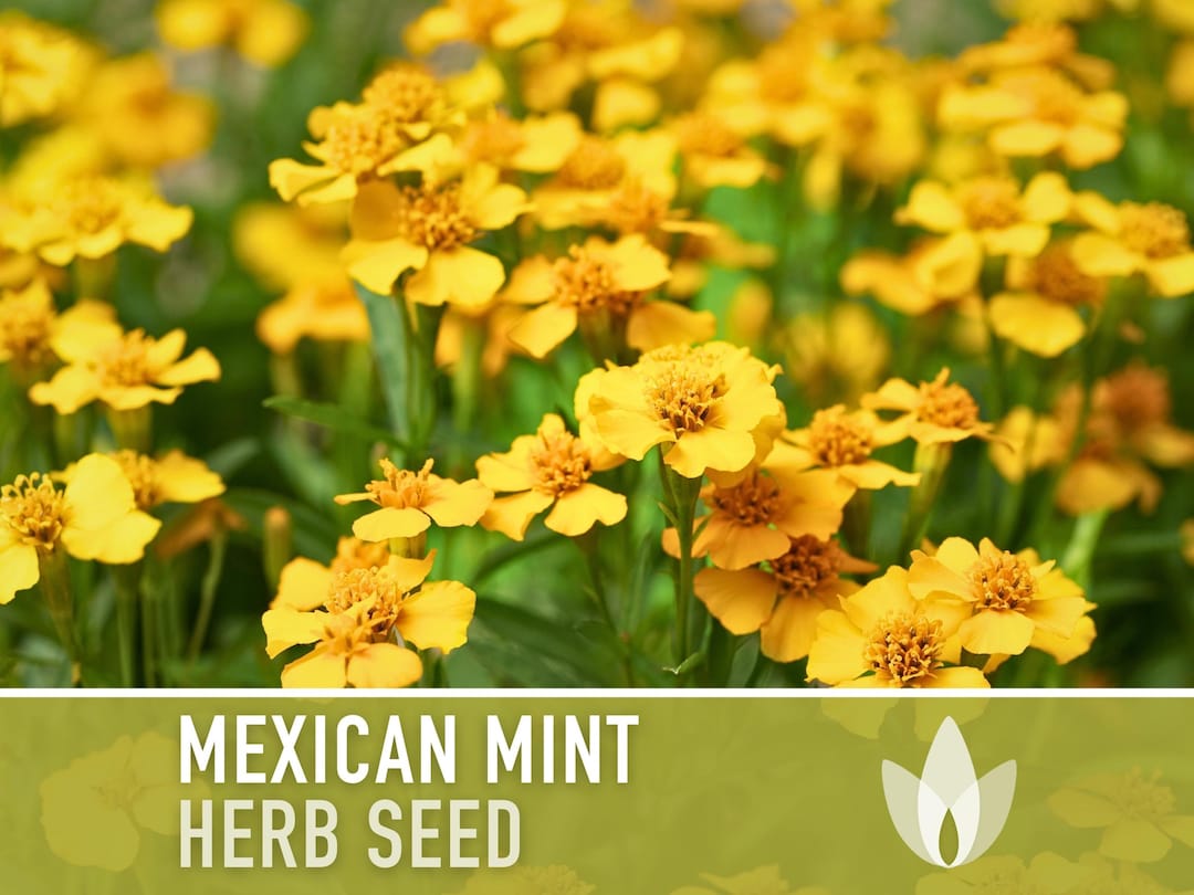 Mexican Mint, Tarragon Seeds Heirloom Seeds, Mexican Tarragon, Marigold