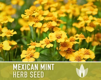 Mexican Mint, Tarragon Seeds - Heirloom Seeds, Mexican Tarragon, Marigold, Culinary Herb, Tagetes Lucida, Open Pollinated, Non-GMO