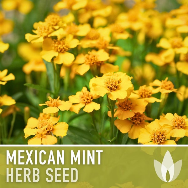 Mexican Mint, Tarragon Seeds - Heirloom Seeds, Mexican Tarragon, Marigold, Culinary Herb, Tagetes Lucida, Open Pollinated, Non-GMO