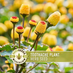 Semillas de planta para el dolor de muelas / Más de 50 semillas, hierba medicinal tradicional, margarita eléctrica, Spilanthes oleracea