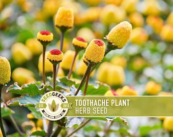 May include: A close-up of toothache plant herb seeds. The image shows several yellow and red flower heads with green leaves. The text on the image reads "Toothache Plant Herb Seed" and the SeedGeeks logo.