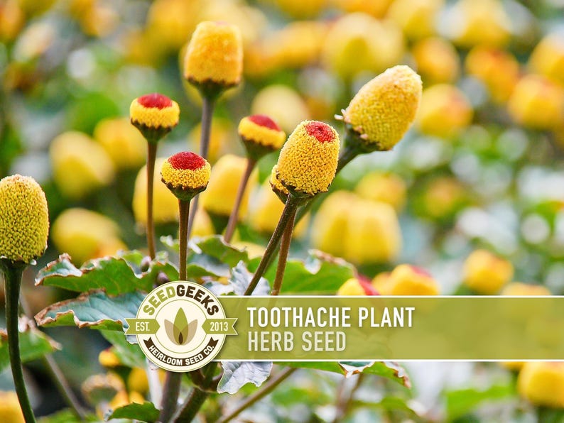 Toothache Plant Seeds | 50+ Seeds, Heirloom Medicinal Herb, Electric Daisy, Spilanthes Oleracea image 1