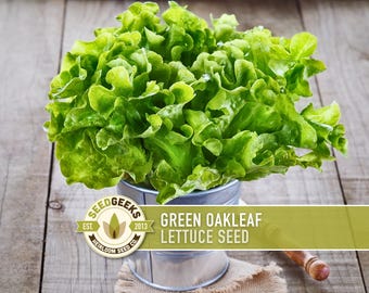 May include: A vibrant bunch of fresh green oakleaf lettuce in a small, silver metal bucket. The image includes a logo that reads "Seed Geeks" and the text "Green Oakleaf Lettuce Seed."