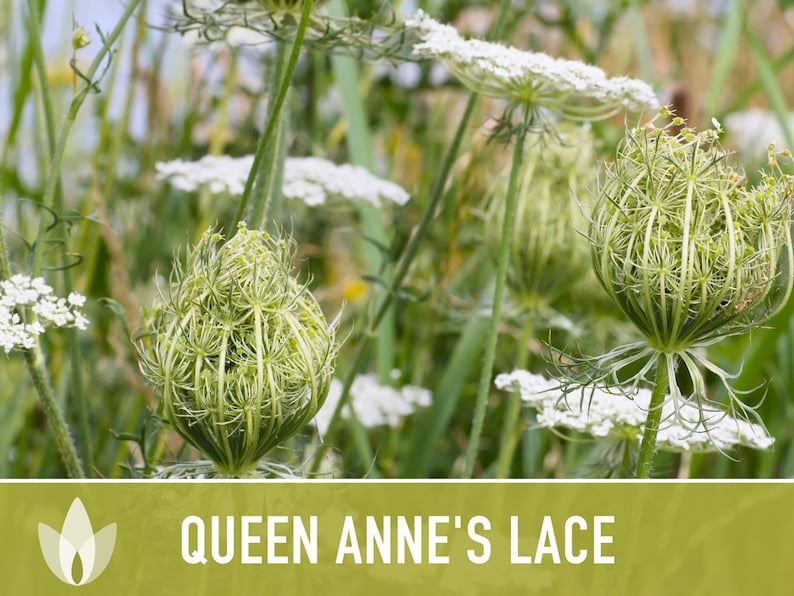 Queen Anne's Lace Seeds – Heirloom Wild Carrot, Pollinator Friendly immagine 10