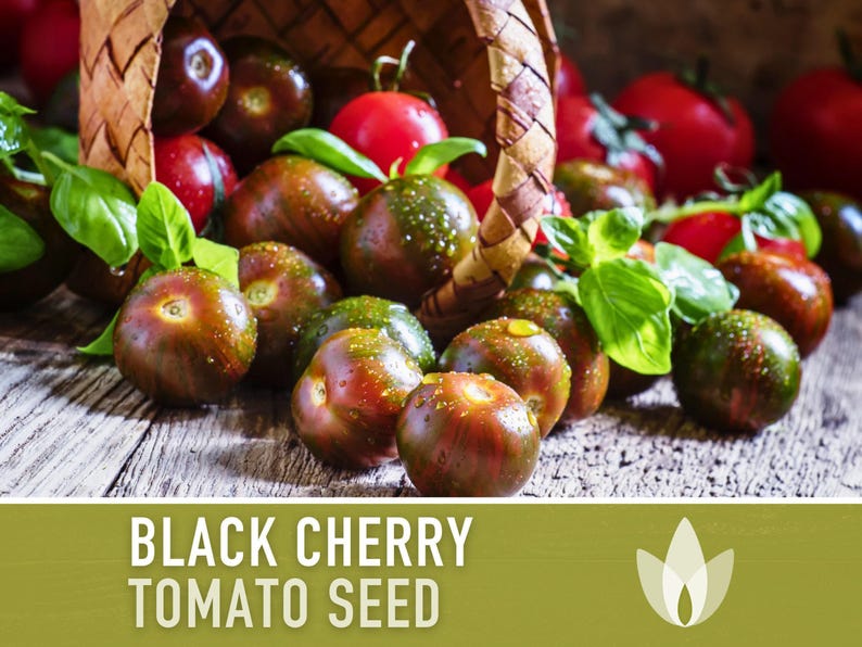 Black Cherry Tomato Seeds - Heirloom, Non-GMO image 4