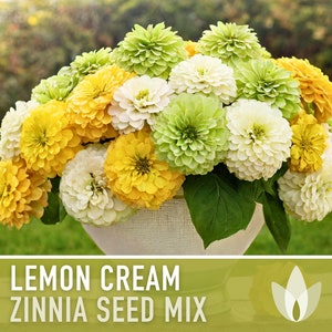 Zinnia, Lemon Cream Mix Heirloom Seeds - Flower Seeds, Cut Flowers, Yellow Zinnia, Mixed Zinnia, Wedding Flowers