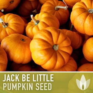 Jack Be Little Pumpkin Seeds - Heirloom Seeds, Decorative Pumpkin, Dwarf Pumpkin, Easy to Grow, Open Pollinated, Non-GMO