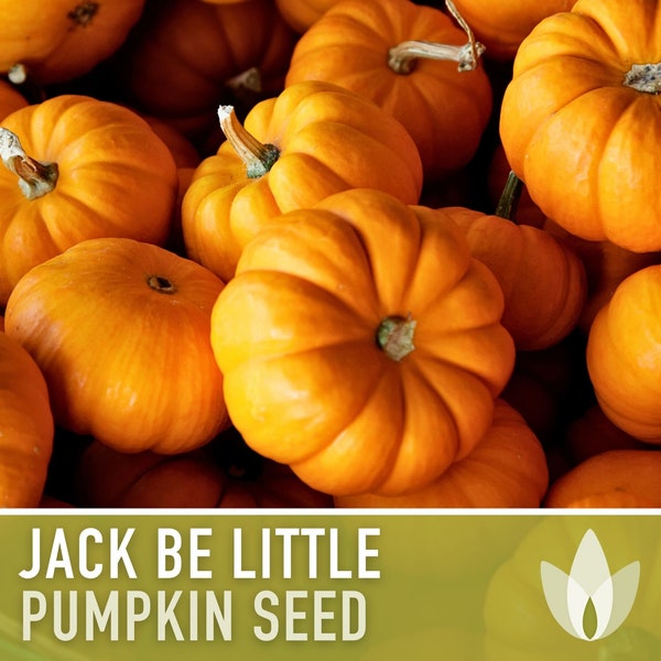 Jack Be Little Pumpkin Seeds - Heirloom Seeds, Decorative Pumpkin, Dwarf Pumpkin, Easy to Grow, Open Pollinated, Non-GMO