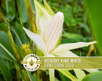 Hickory King White Corn Seeds – Heirloom Dent Corn, Roasting & Milling
