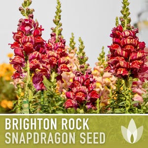 Snapdragon, Brighton Rock Seeds - 100 Heirloom Flower Seeds, Cut Flowers, Cottage & Border Garden, Fairy Garden, Antirrhinum Majus, Non-GMO