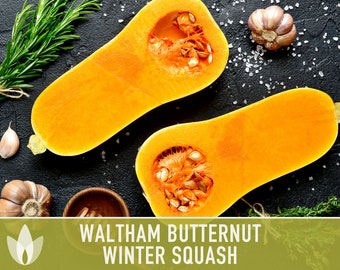 Waltham Butternut Winter Squash Heirloom Seeds - Sweet Flavor, Solid Stem, Vine-Borer Resistant, Storage Squash, Open Pollinated, Non-GMO